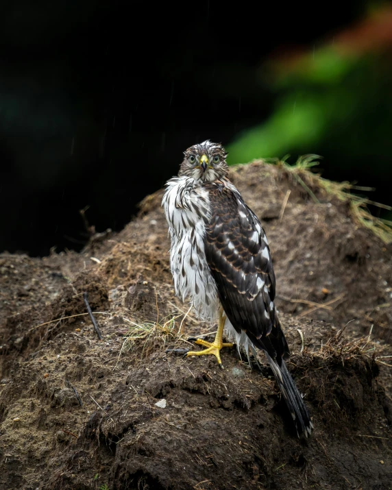 a bird sitting on top of a dirt field