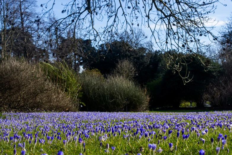 an area with lots of purple flowers growing on it