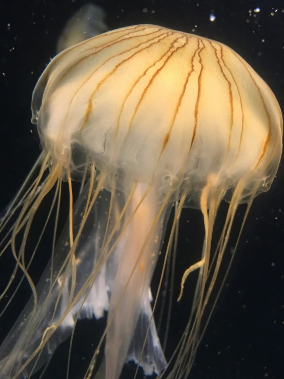 the front end of an animal's head in an aquarium