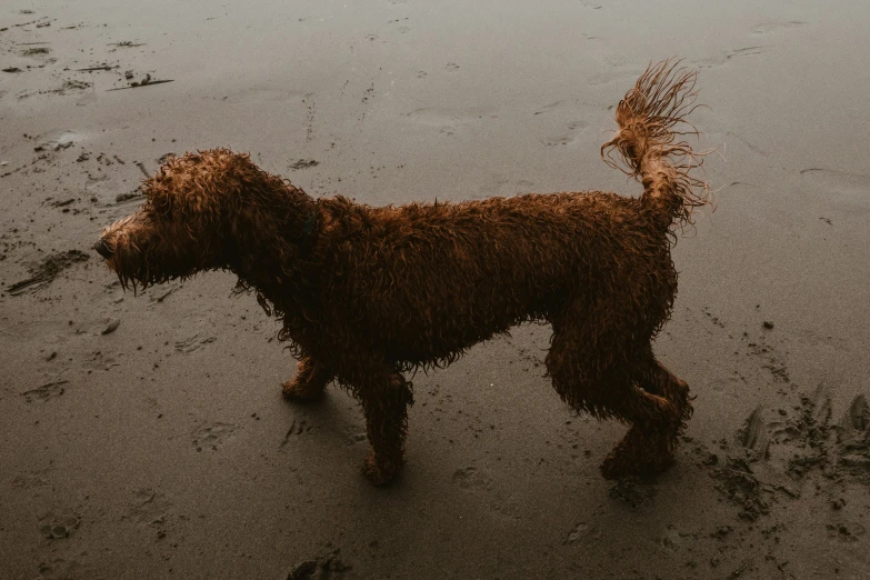 a wet dog stands on the beach while the tide passes