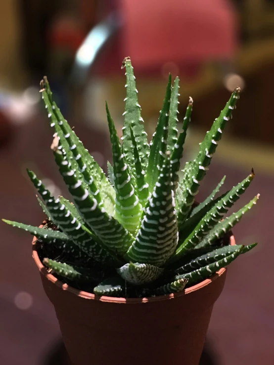 this is a potted cactus on a table