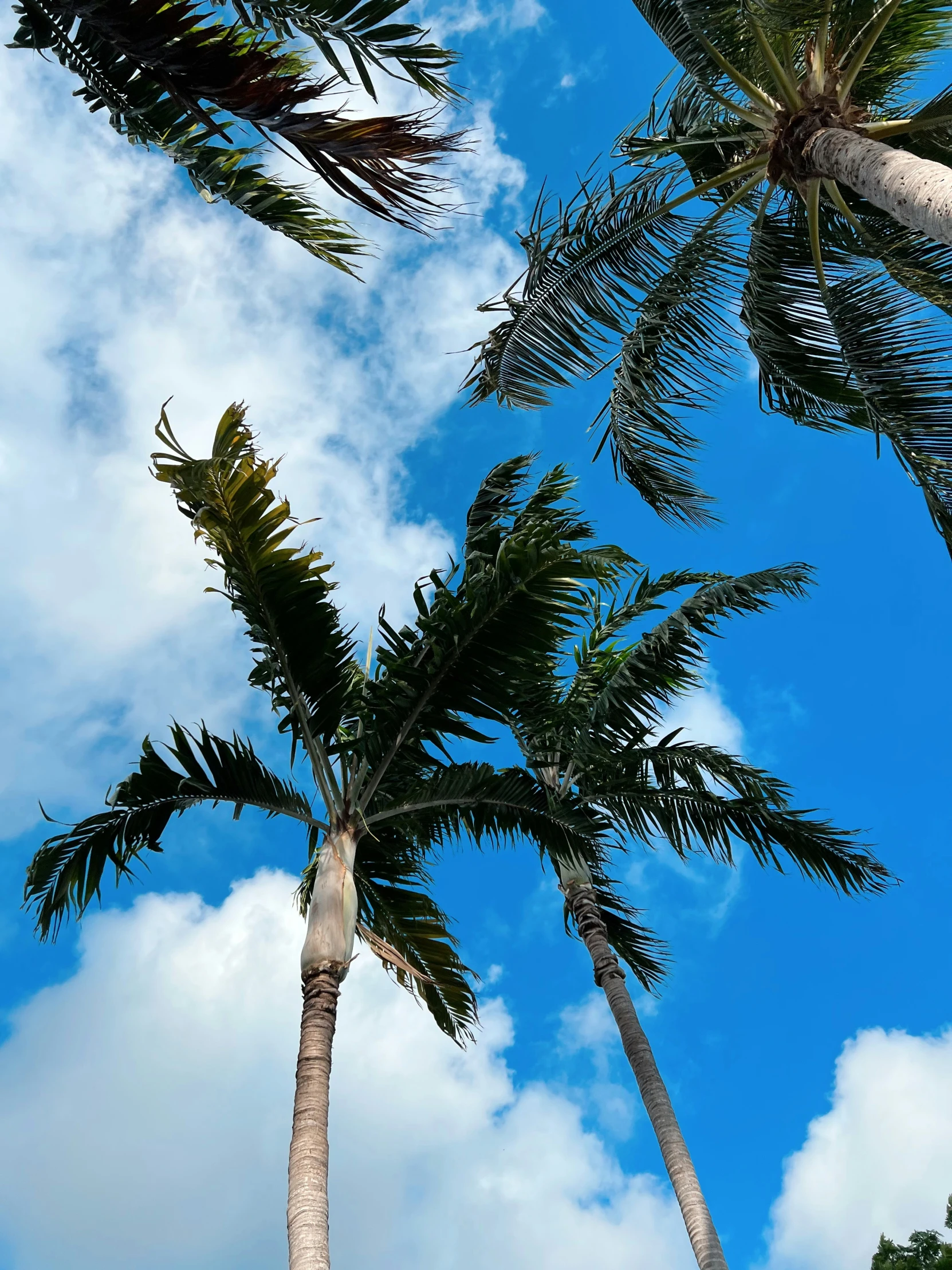 the leaves of the palm trees are reaching into the air