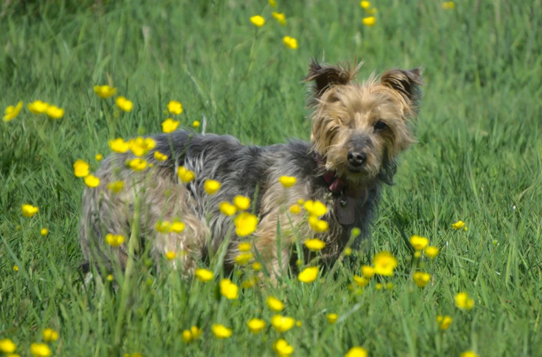 a dog is standing in the grass near some yellow flowers