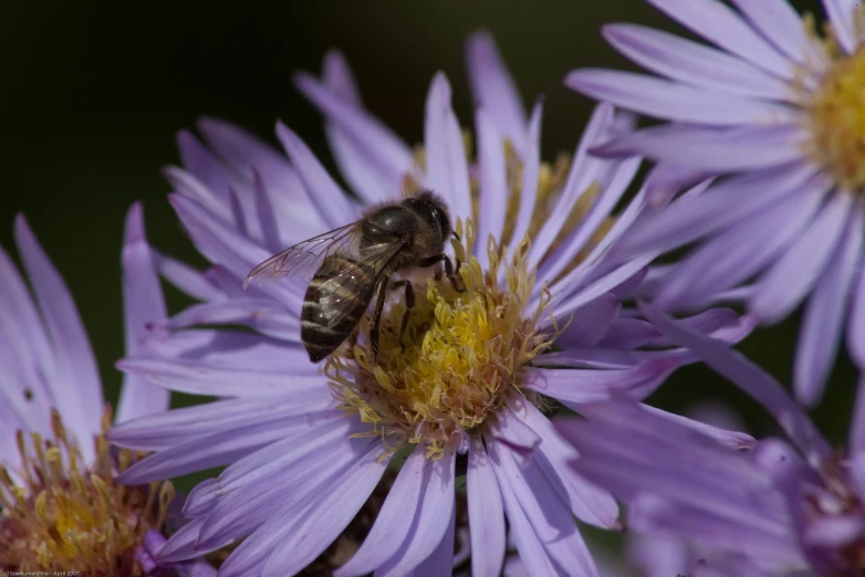 a bee is resting on some purple flowers