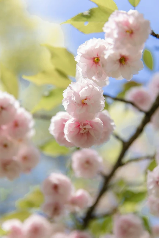 close up of flowers on a tree nch