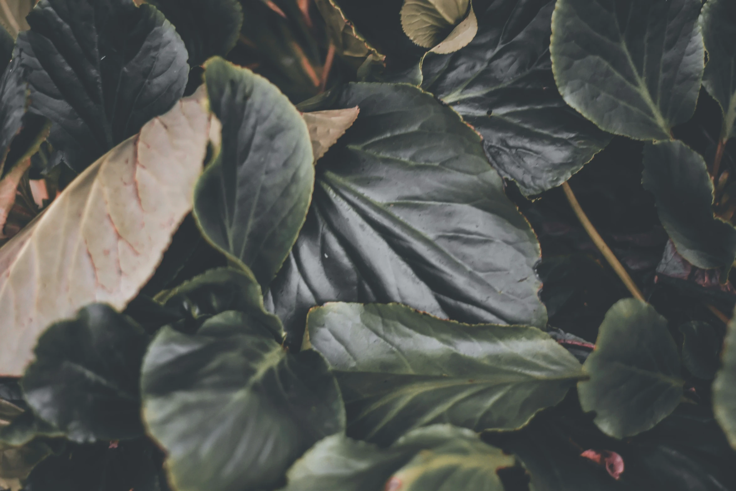 a group of plants with some green leaves