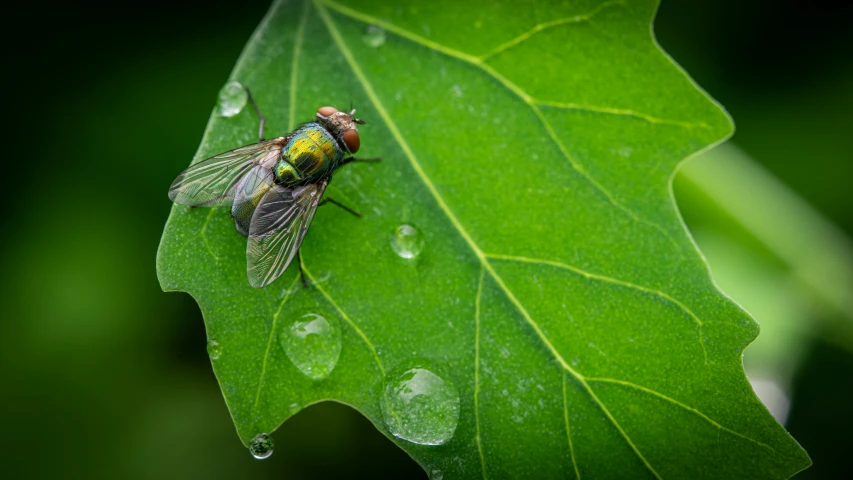 a fly sitting on a green leaf under water drops