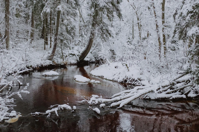 a snow - covered creek in a forest with trees