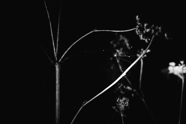 black and white po of plant with large stems