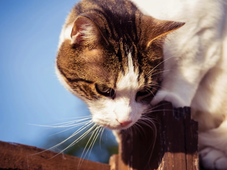 a cat looking over a wooden rail by a tree