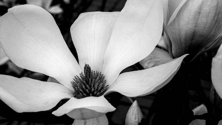 a black and white po of a flower with large petals