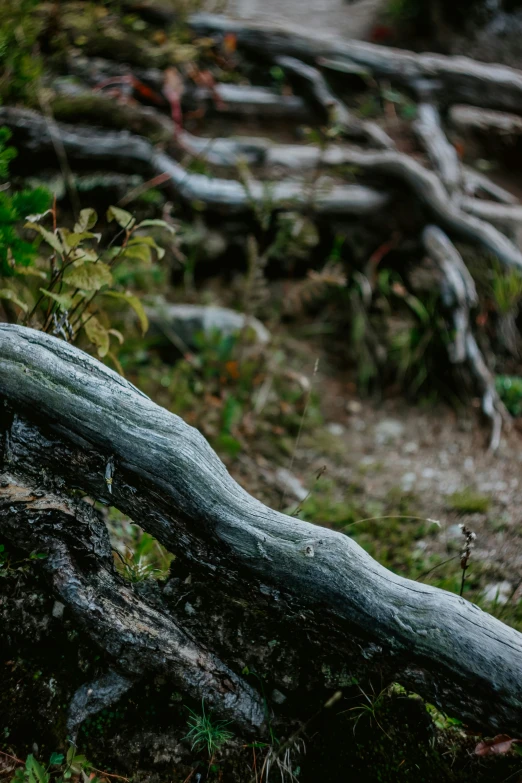 an old fallen down tree trunk in the grass