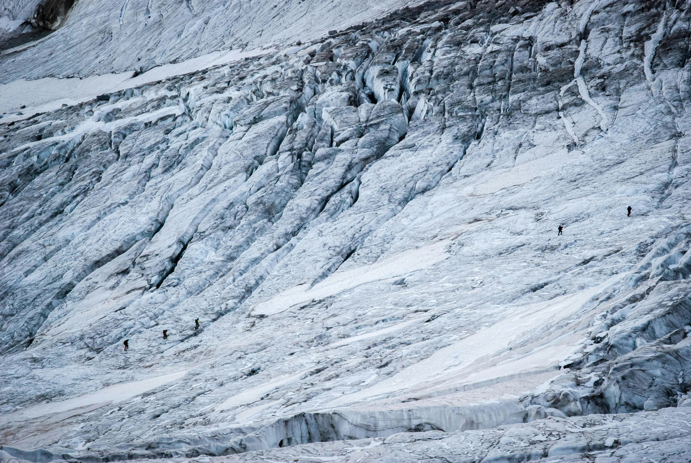 a group of animals are in an open mountain