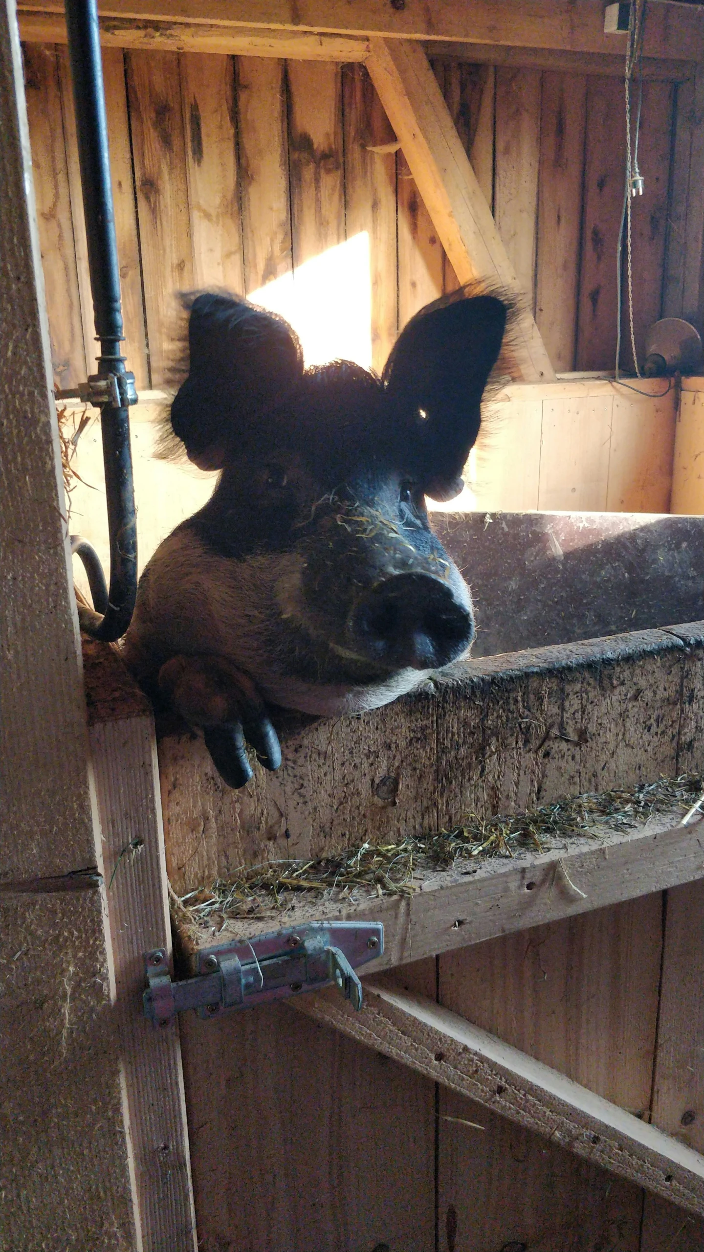 a calf sticking it's head out through the gap of a pen