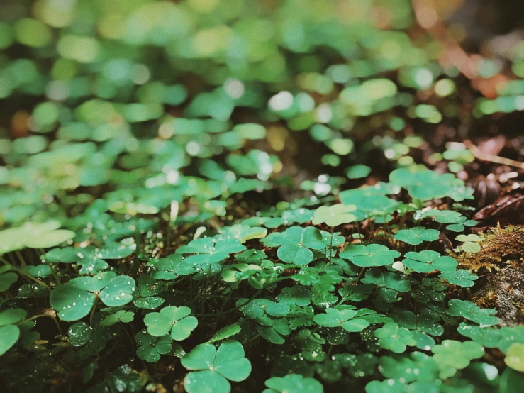 small leaves growing on the ground covered with moss