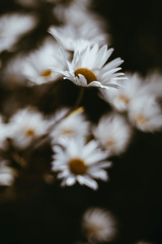 some white flowers are on a brown and white flower stem