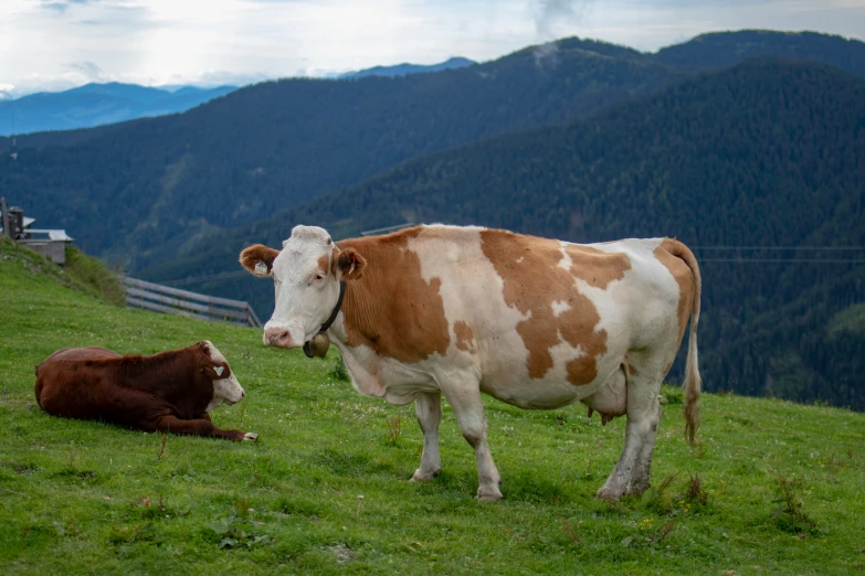 two cows on the grass near one another