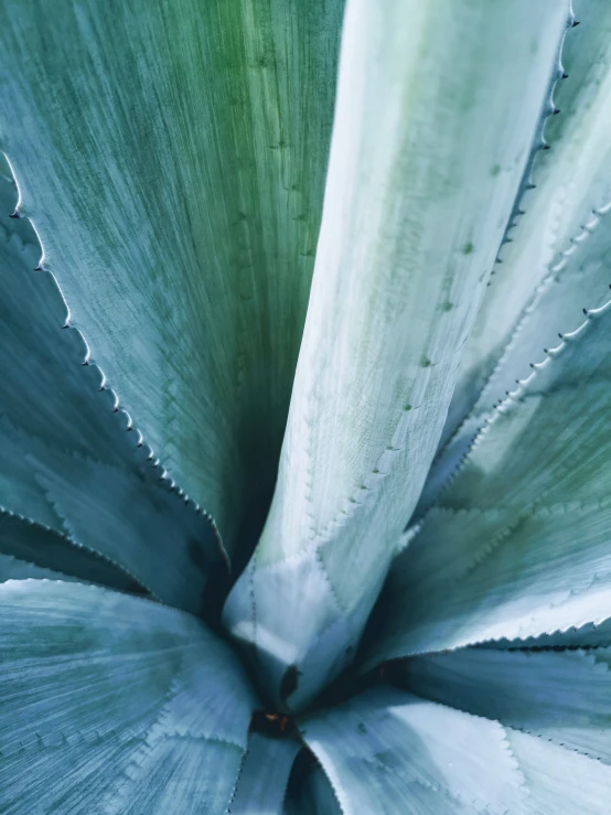 the inside of a green leafy plant