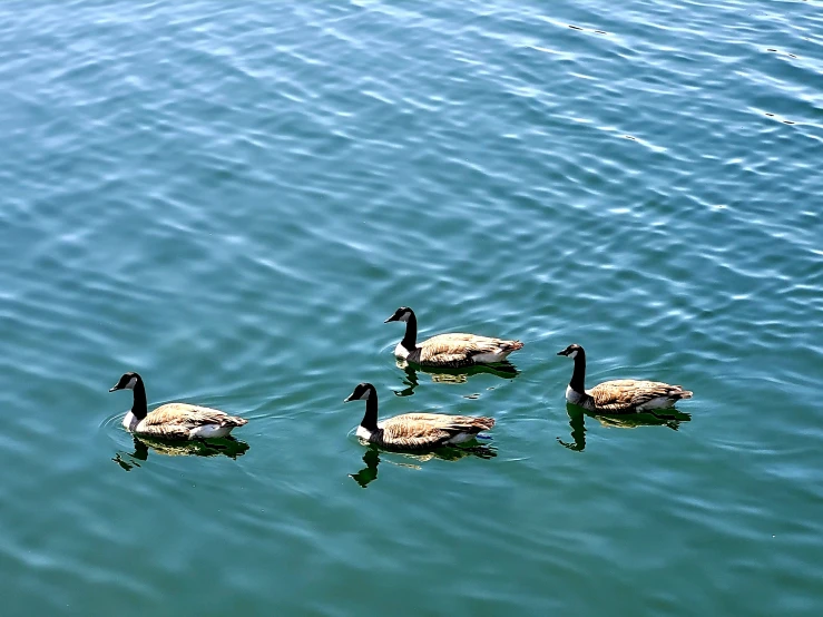 four ducks are swimming in the ocean together