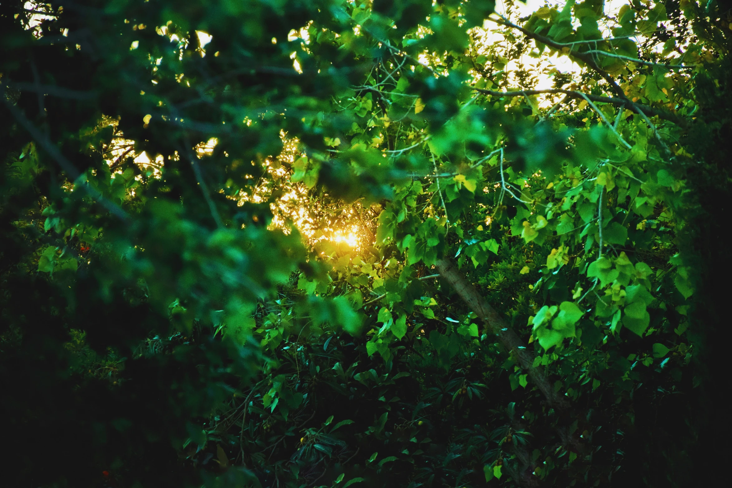 green leaves and sunlight shining through the trees