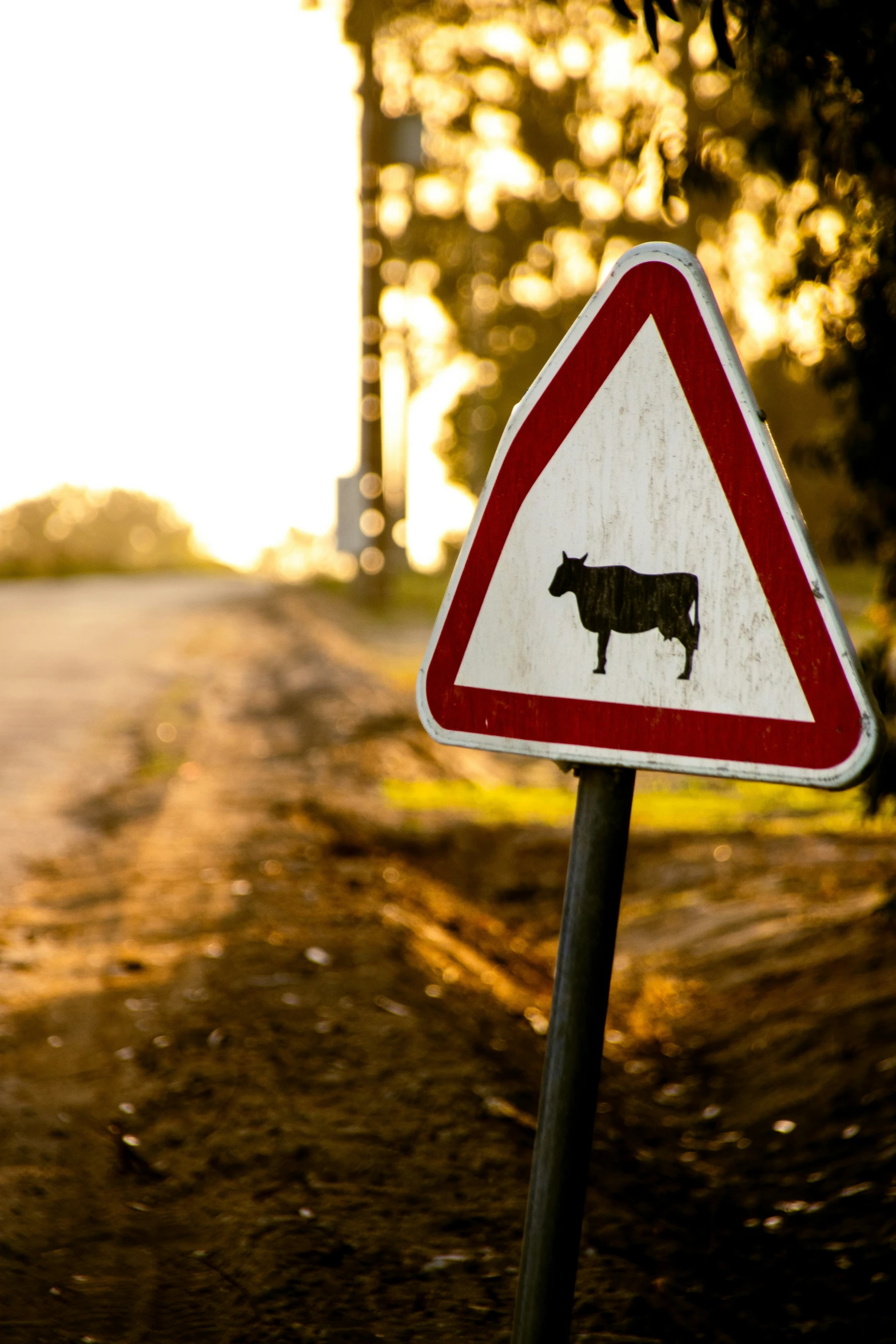 a white rhino crossing sign on the side of a road