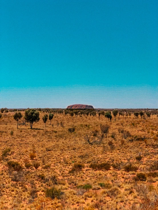 a large field with a sky and trees