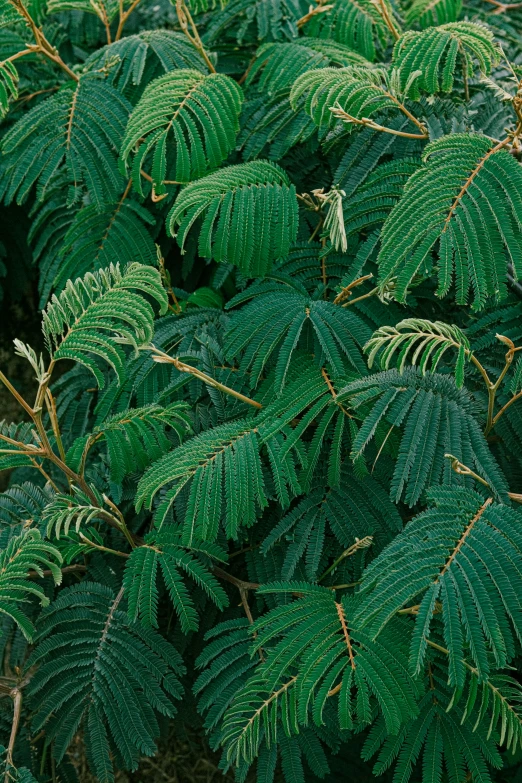 close up view of green foliage and leaves
