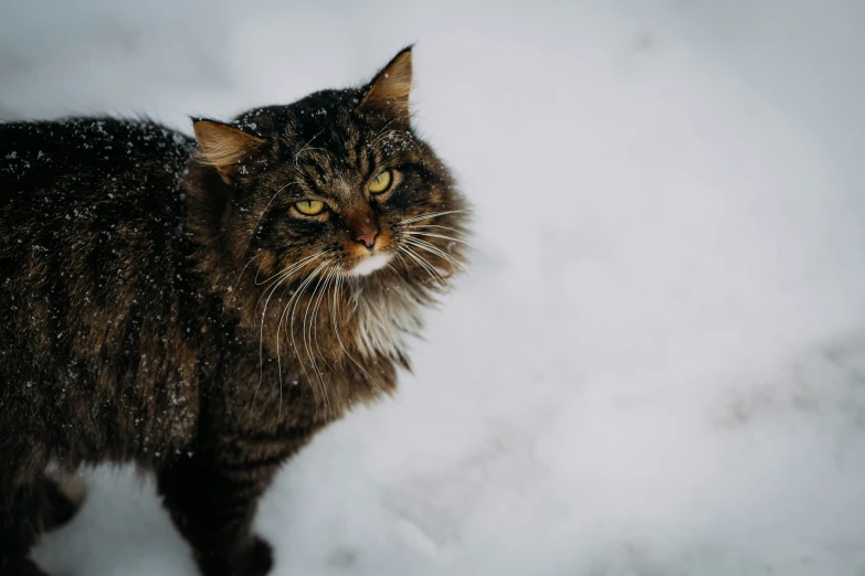 a black cat is looking directly at the camera