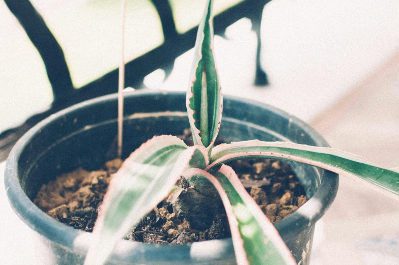 a succulent plant with long leaves on top of it