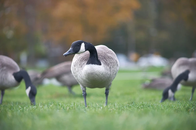 a group of geese grazing in the green grass