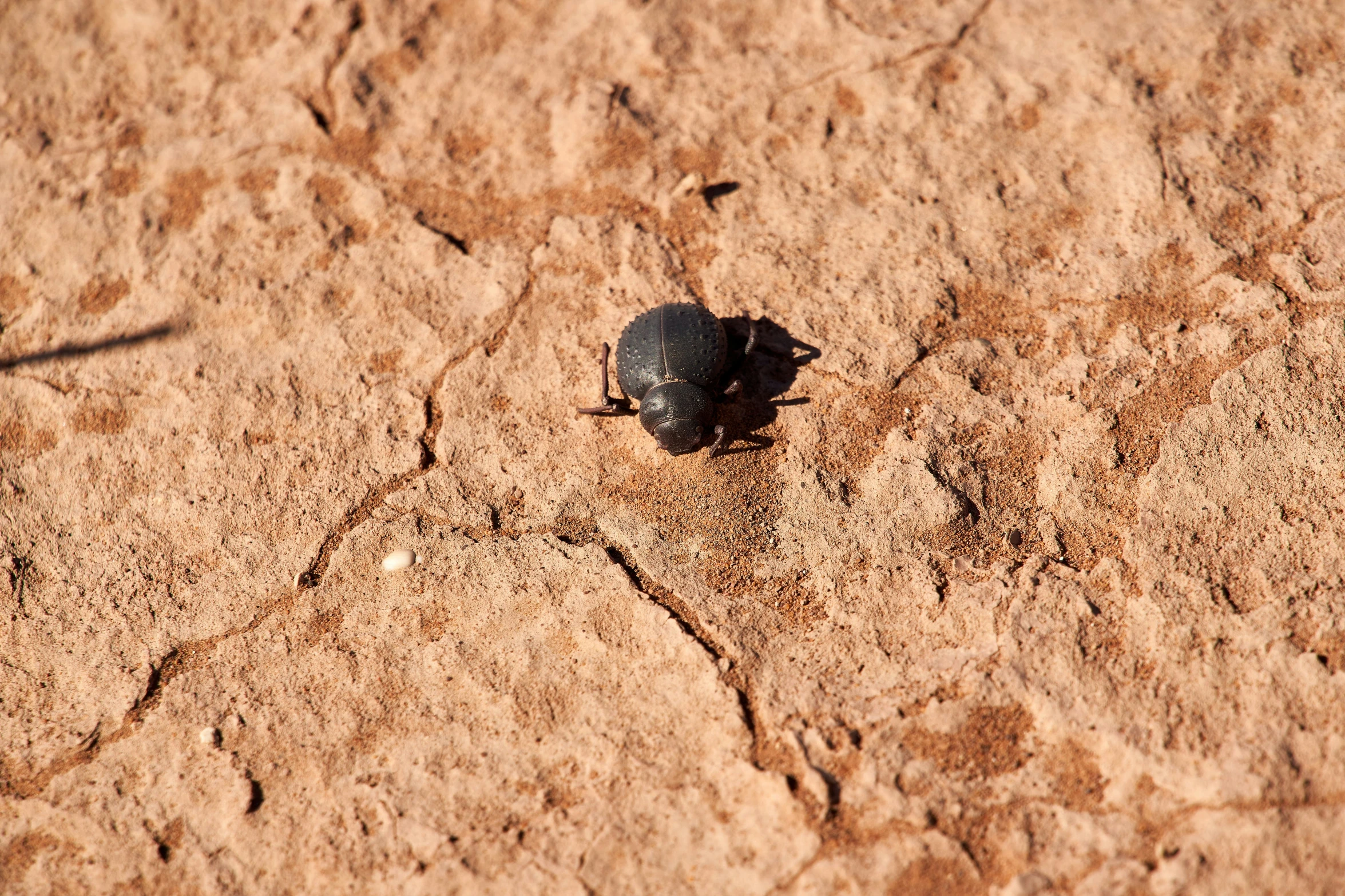 a bug crawling on top of dirt covered ground