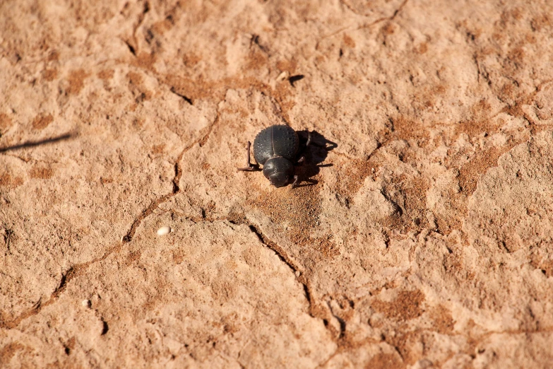 a bug crawling on top of dirt covered ground