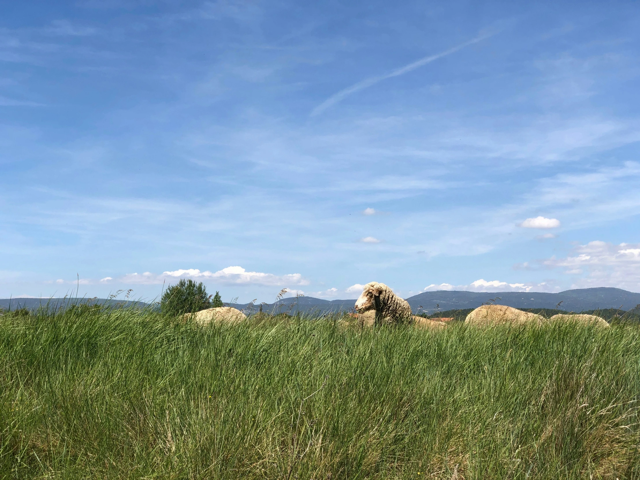 a field with animals in it and some grass