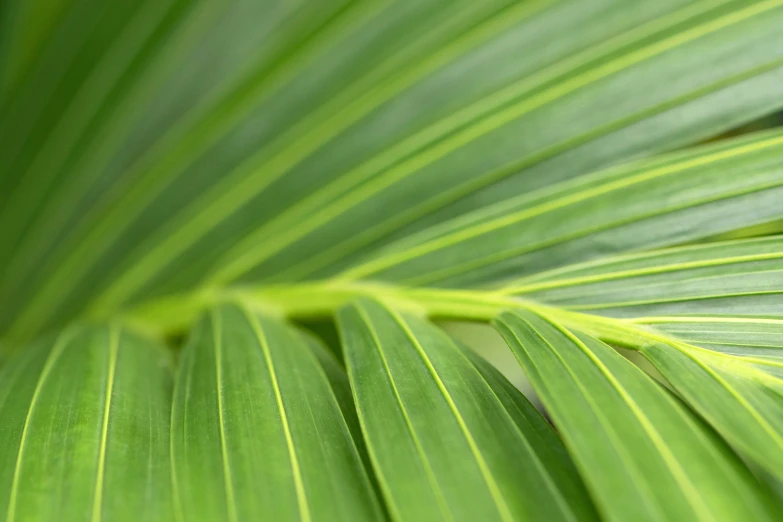 a closeup view of a leaf from below