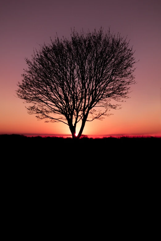 a silhouette of a tree against a pink sunset