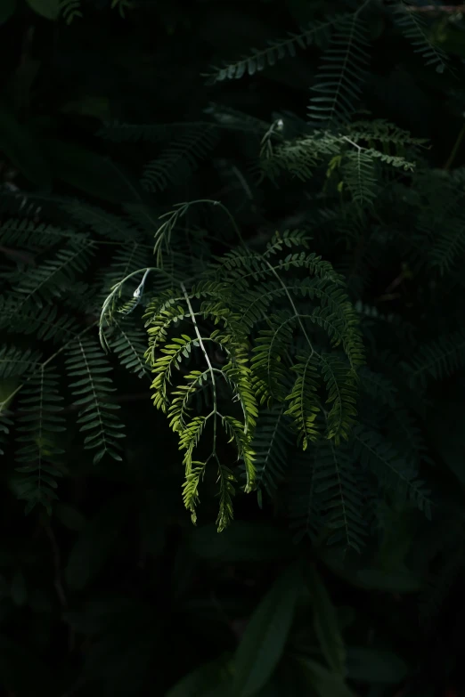 fern leaves glowing with the green light on them