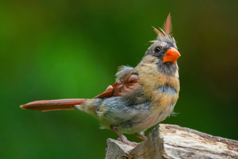 a brown bird with long orange beak sitting on a stump