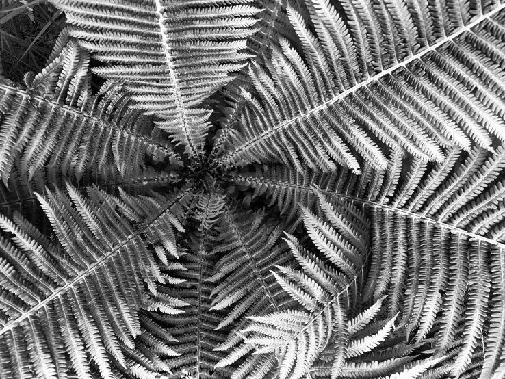 the inside of a green palm tree