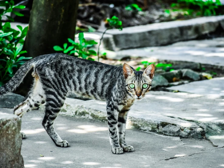 a small, dark gray tabby cat standing on concrete