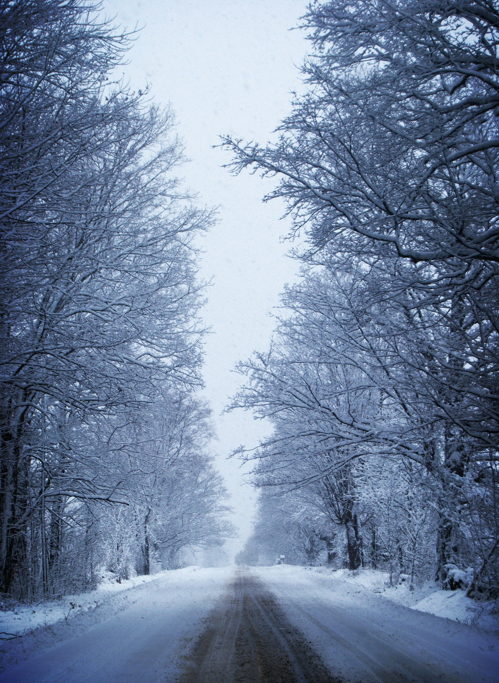 snow - covered trees line the street leading to a forest