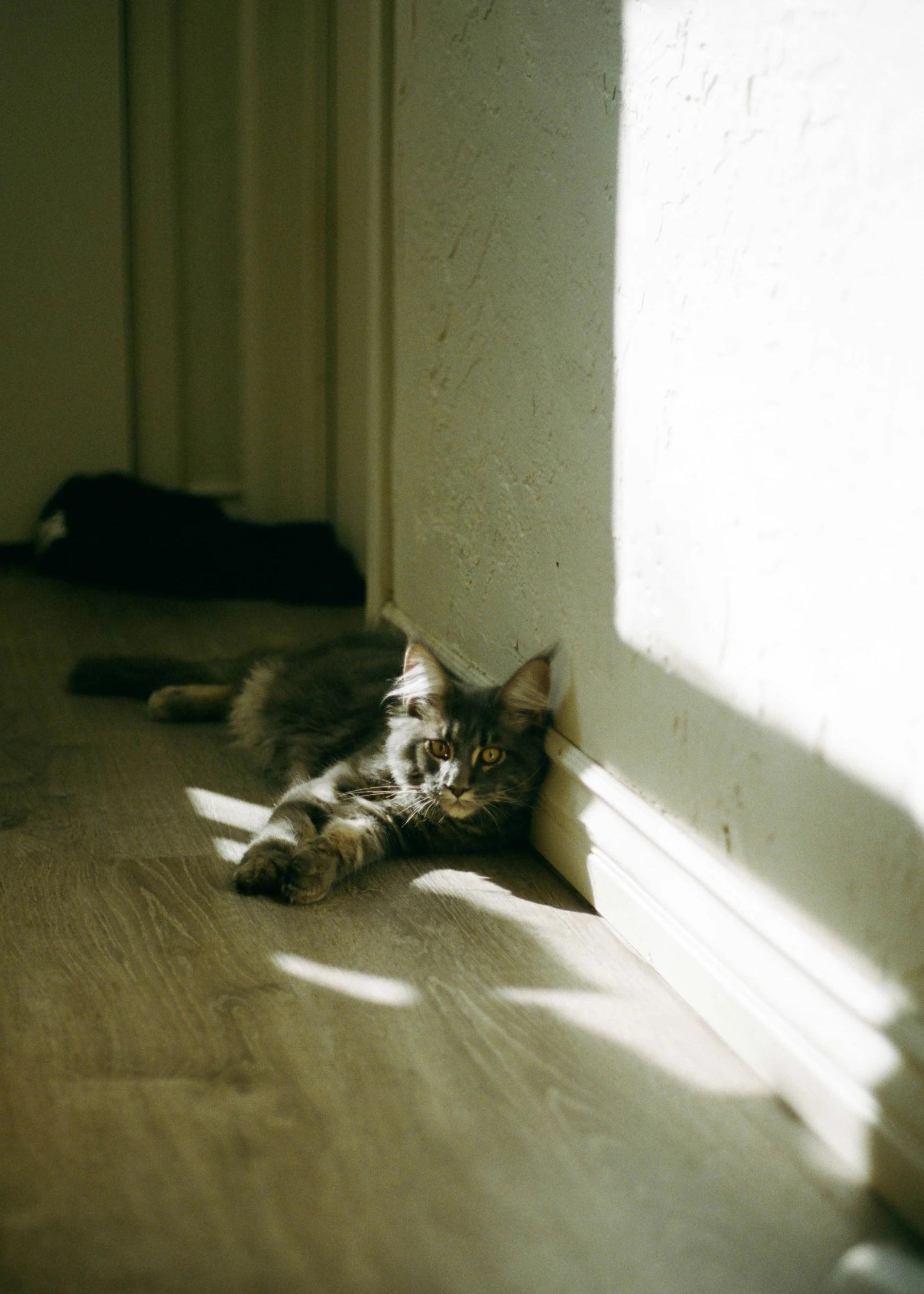 a cat laying in the shade near a wall