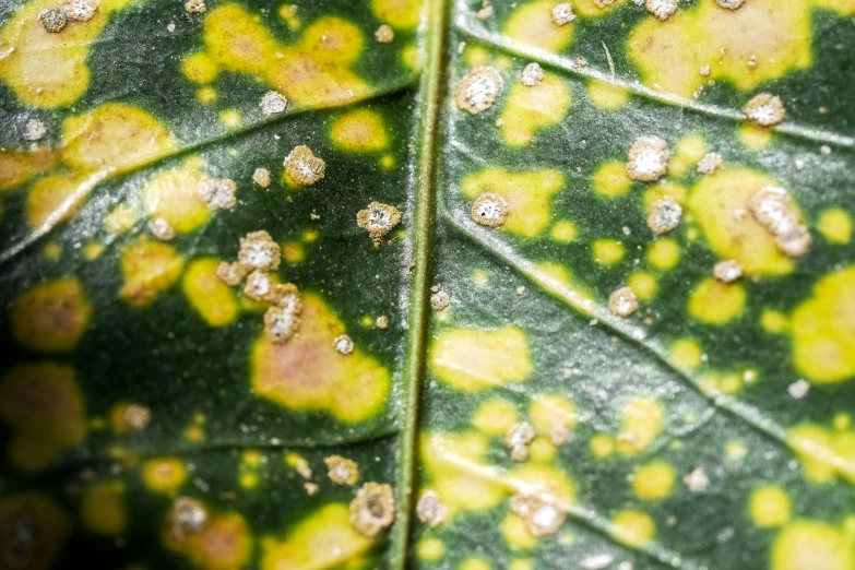 many black dots are shown on the large leaf