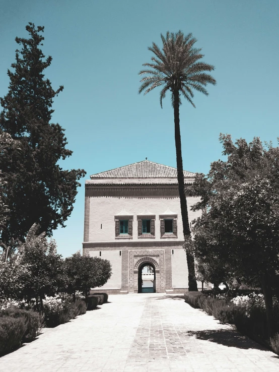 a tall palm tree in the middle of a garden