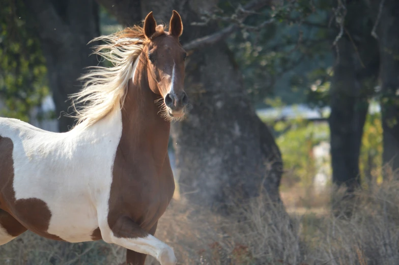 a brown and white horse standing in a field