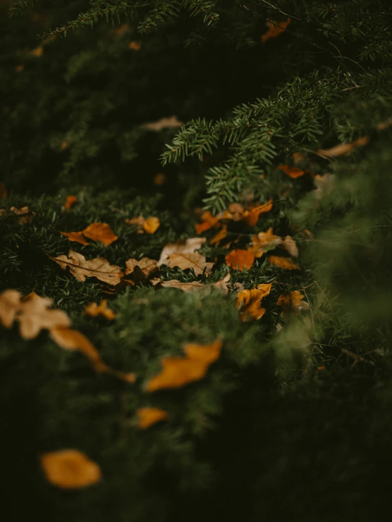 leaves are scattered all over the ground near a tree