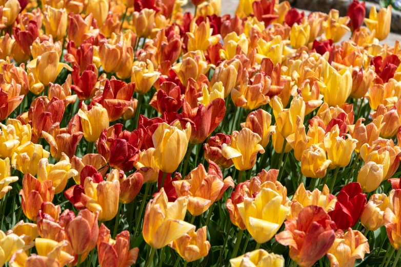 several rows of brightly colored flowers blooming in the sunlight