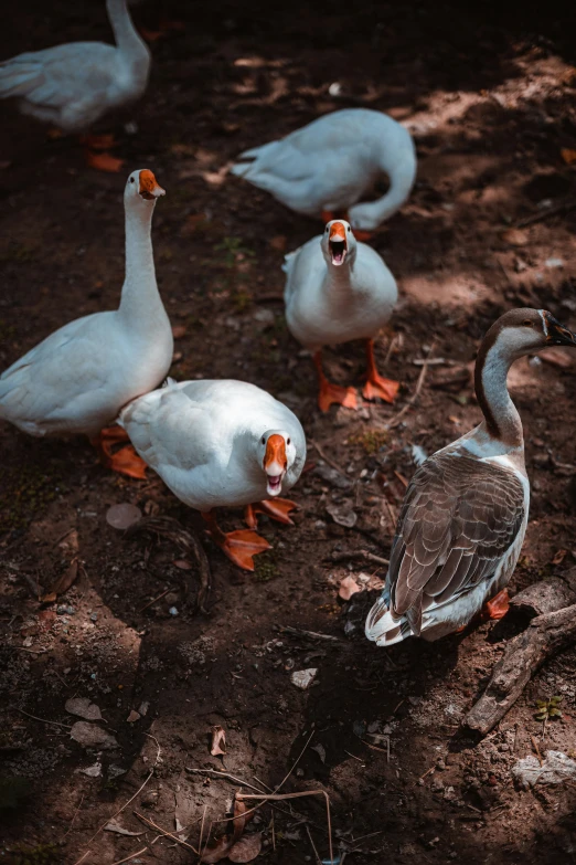 ducks in the grass and dirt near one another