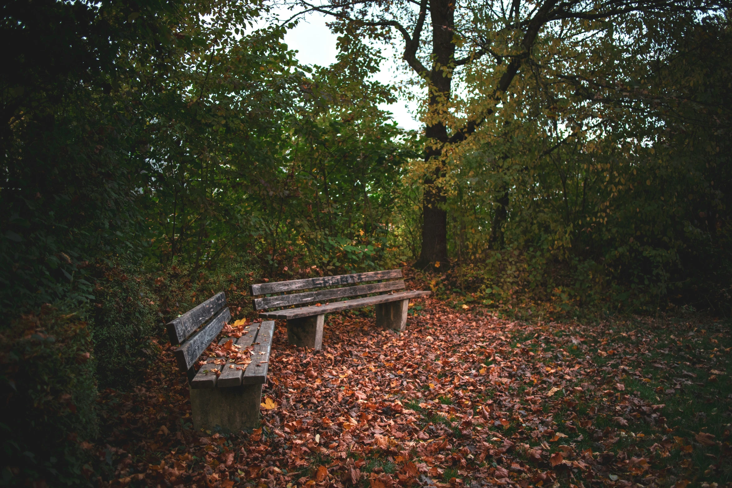 a bench with leaves on the ground near some trees