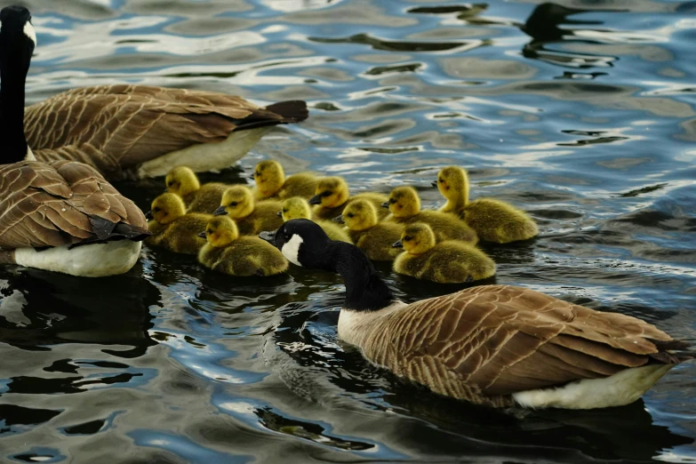 a family of ducks floating on top of a lake