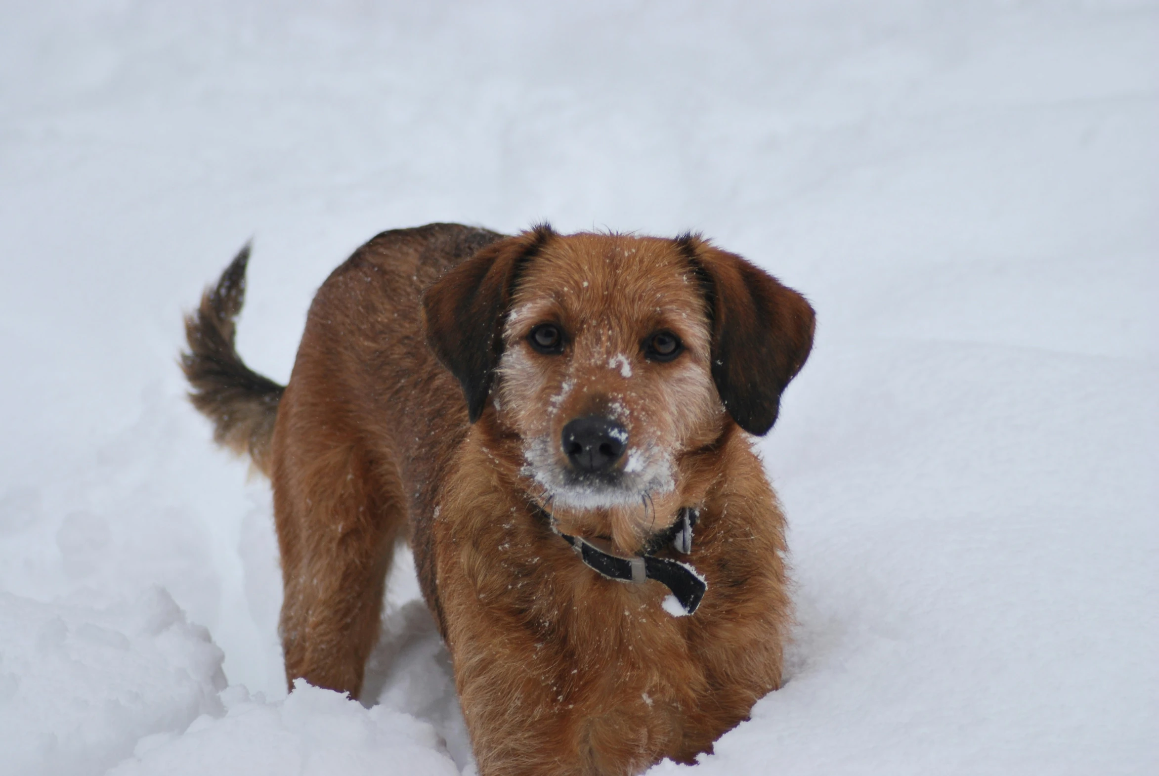 a dog that is standing in the snow